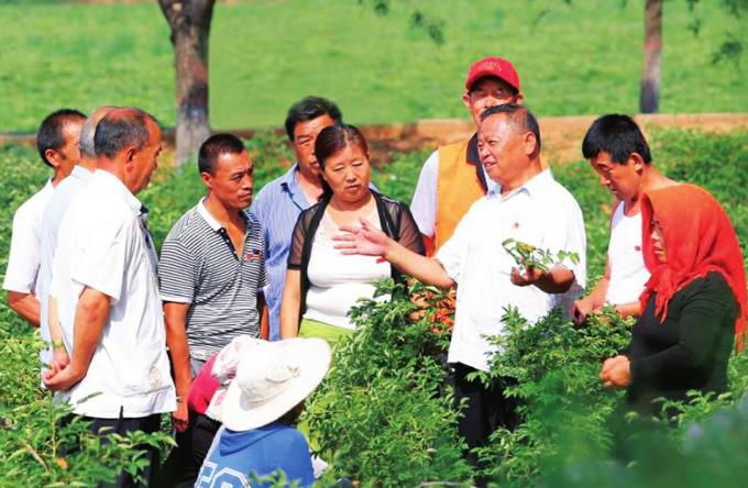 庄稼地里盛开“致富花”