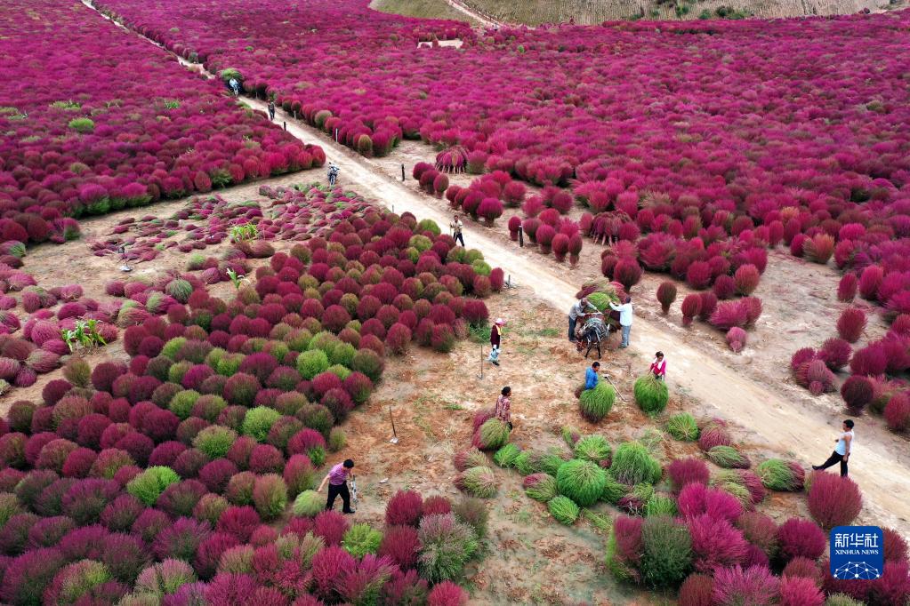 收割扫帚草 吕梁山上“致富草”